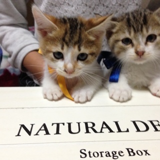 キジ白♂とミケトラ♀の仔猫です　　里親さん募集