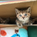 アメリカンショートヘアのミックスの生後1カ月の子猫