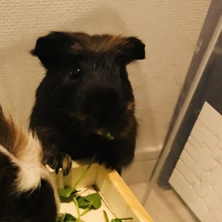 クレステッドモルモット里親様募集