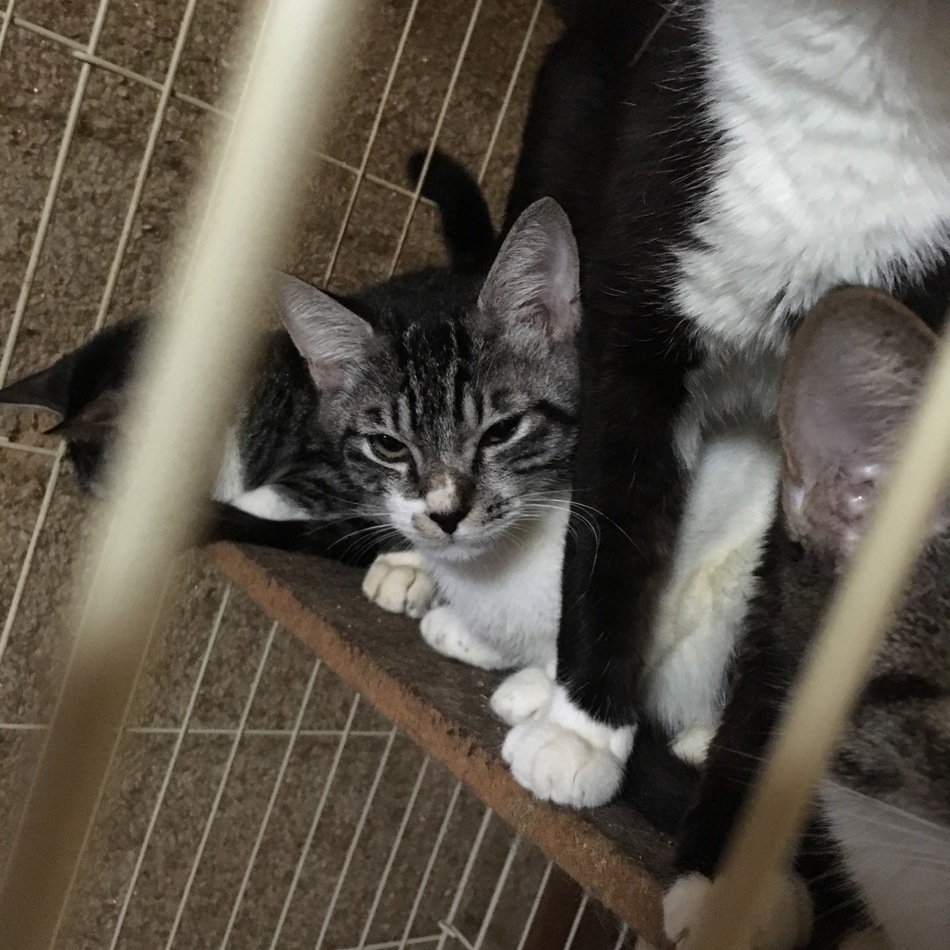 猫のカバー写真