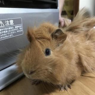 アビニシアモルモット２ヶ月(♂)