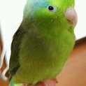 かわいいマメルリハインコの里親様募集