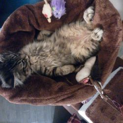 油断しすぎなティアラ