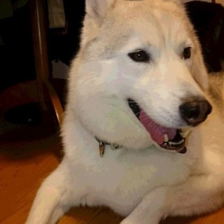 シベリアンハスキー