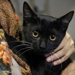 犬も猫も人も大好き　黒猫アーサー君