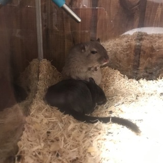 ジャービル(砂ネズミ)