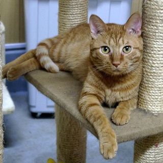 茶トラ　３歳　ピカ