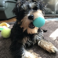 ハイジ
