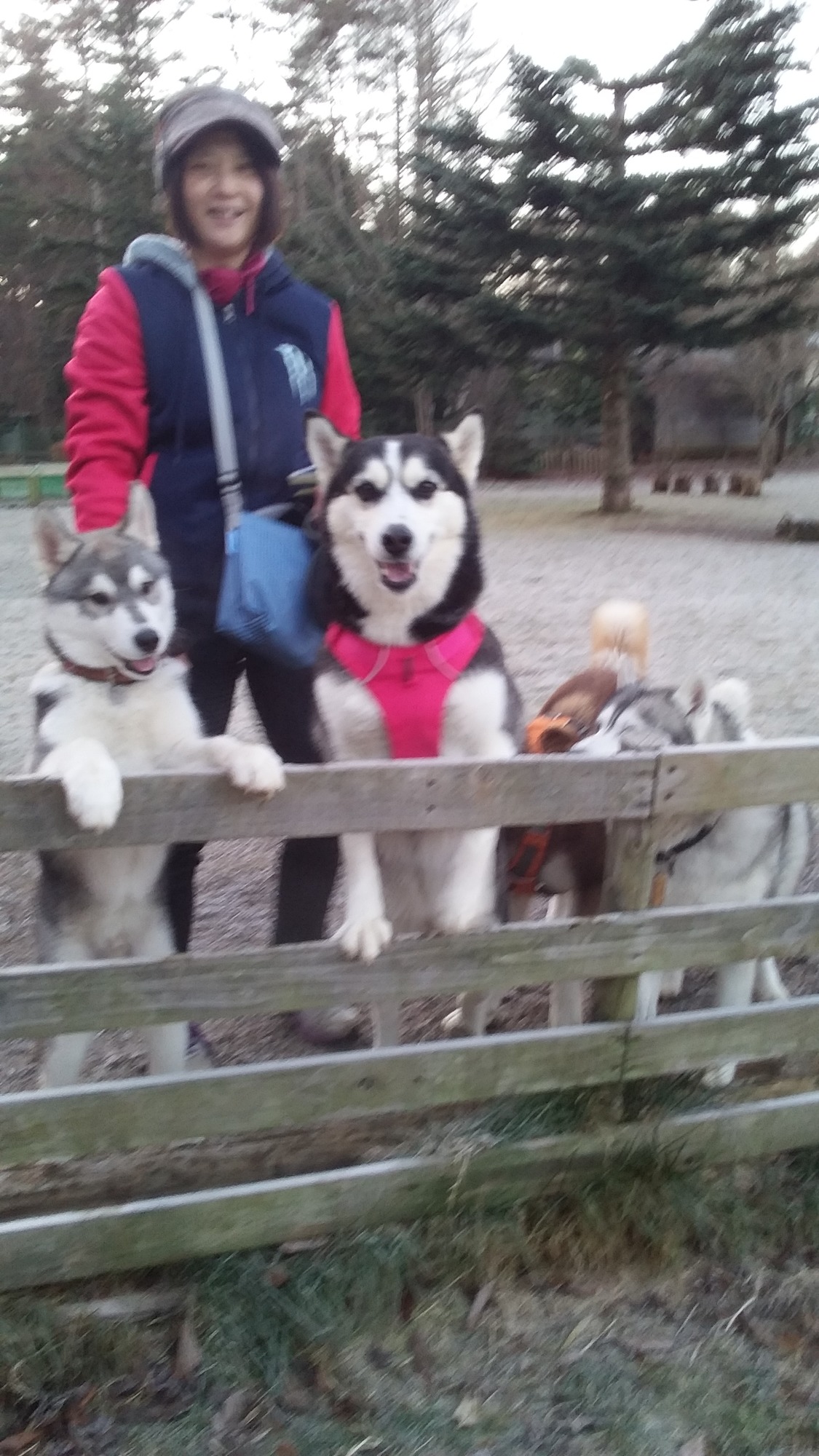 犬 シベリアン ハスキー に該当するギャラリー 注目順 ペットのおうち 月間利用者150万人