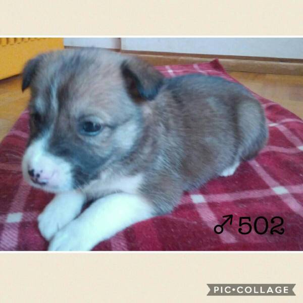 ♂５０２里親さん募集です( ^ω^ ) サムネイル2