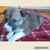 ♂５０２里親さん募集です( ^ω^ ) サムネイル2