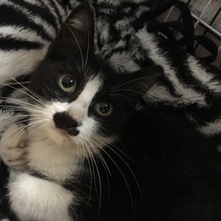 子猫の里親さん募集