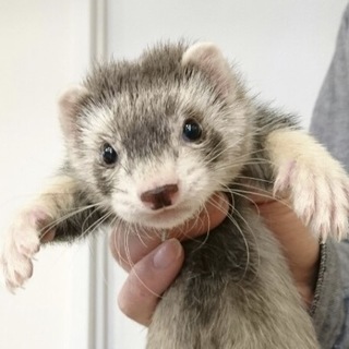 フェレット2匹 里親募集！