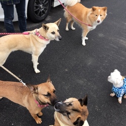 「Edのお散歩3コマ漫画？！」サムネイル1