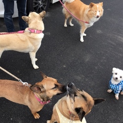 「Edのお散歩3コマ漫画？！」サムネイル2