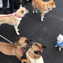 「Edのお散歩3コマ漫画？！」サムネイル3