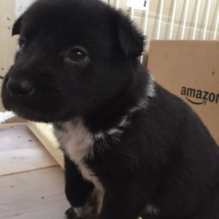 ♂４９９里親さん募集です( ^ω^ )