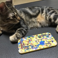 チロル
