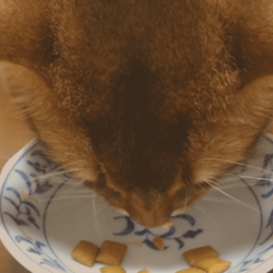 「うちのソマリと療法食（ロイヤルカナンセレクション）」サムネイル1