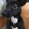 ♀382 里親募集です！ サムネイル3