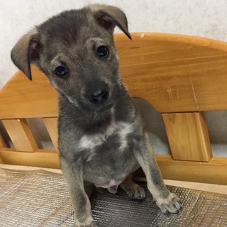 ♂481 里親募集です！