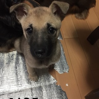 ♂405 里親募集です！