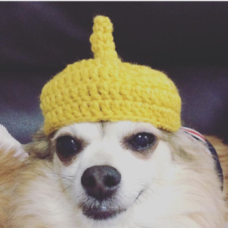 チワワちゃん 里親募集中