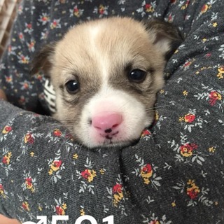 ♂５０１里親さん募集です( ^ω^ )