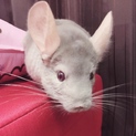チンチラ♂3歳