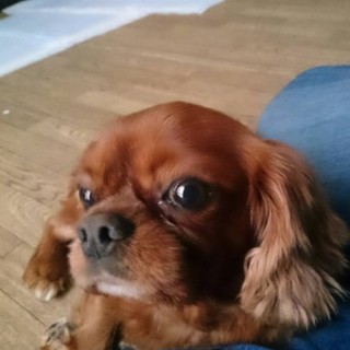 キャバリア・キング・チャールズ・スパニエルの翔くん