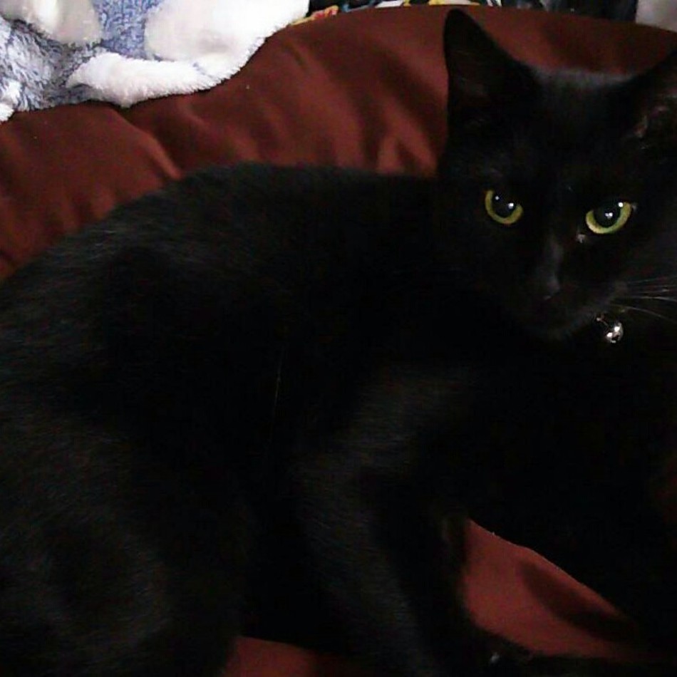 くーのカバー写真