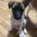 中型雑種オス4ヶ月