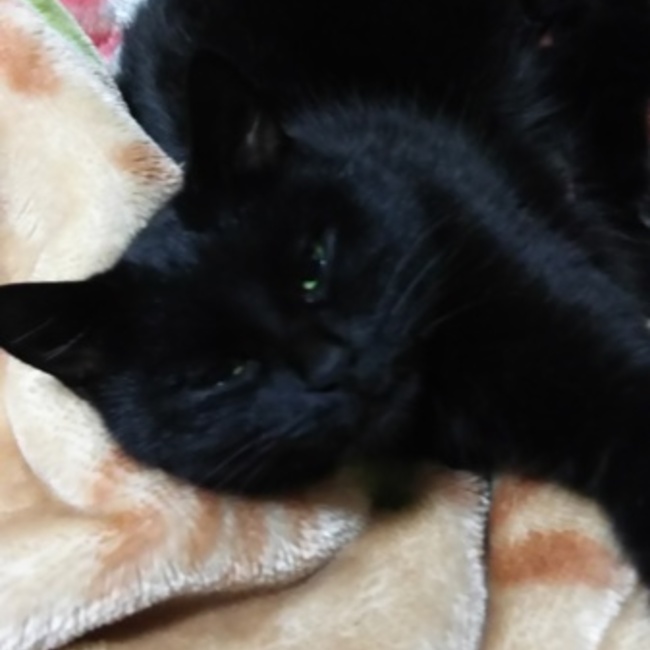 羽津希のカバー写真