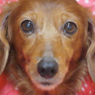 Mダックス　推定12歳　仮名☆茜（あかね）