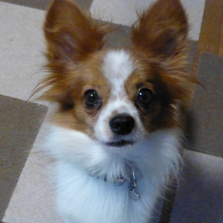 ソバカス男子の陽♪里親募集中