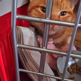 人なれ茶とらくん