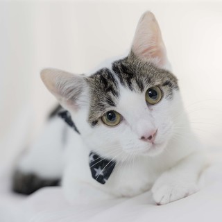 緊急里親募集中！！