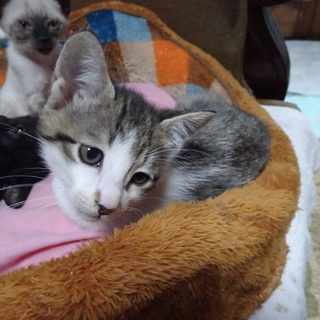 里親決まりました！