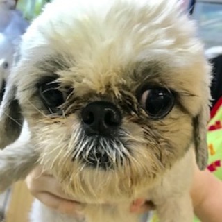 シーズー成犬おんなのこ