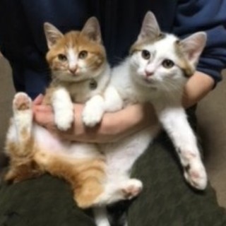 飼いやすい2匹です☆