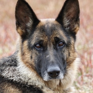 優しいシェパちゃん