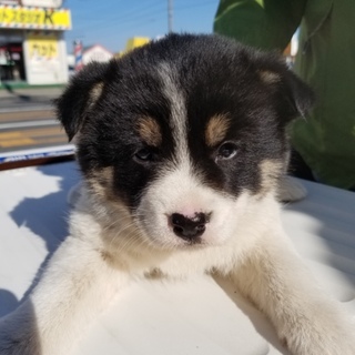 トライアル決定　白黒仔犬