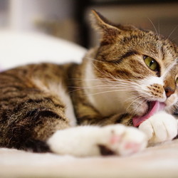 河川敷猫「リリちゃん」の近況