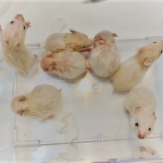 ハムスター（ロングサテン）