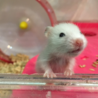 ハムスター（ロングサテン） サムネイル5