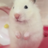 ハムスター（ロングサテン） サムネイル6