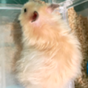 ハムスター（ロングサテン） サムネイル7