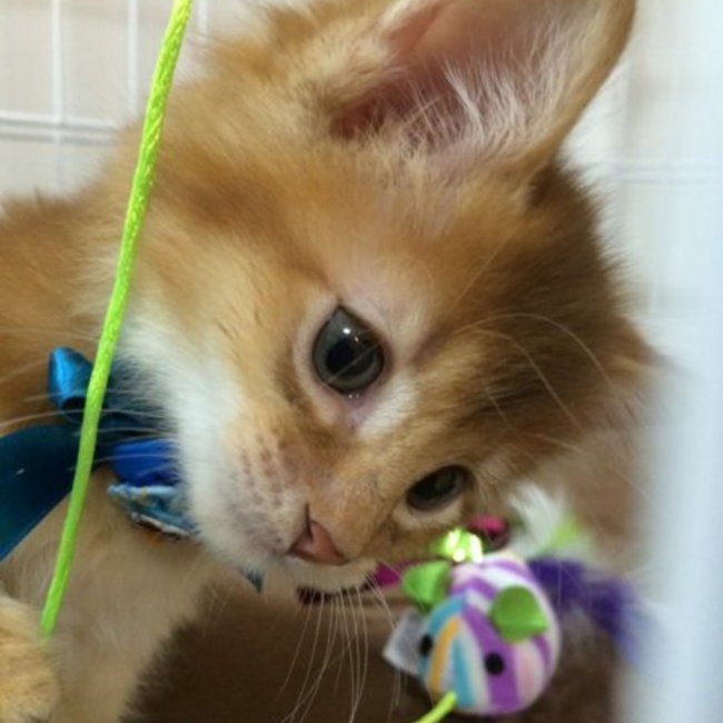 ソマリの空のカバー写真