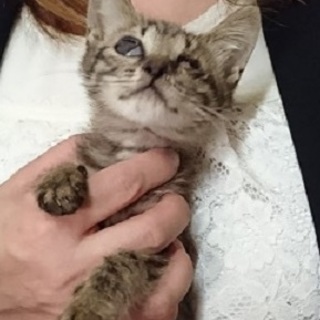 ☆全盲ですが可愛いキジ白男の子　☆