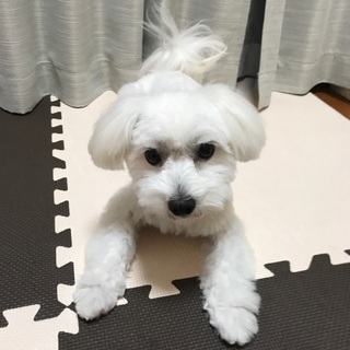マルチーズ １歳 ♂ トイレしつけ済☆活発で小心者